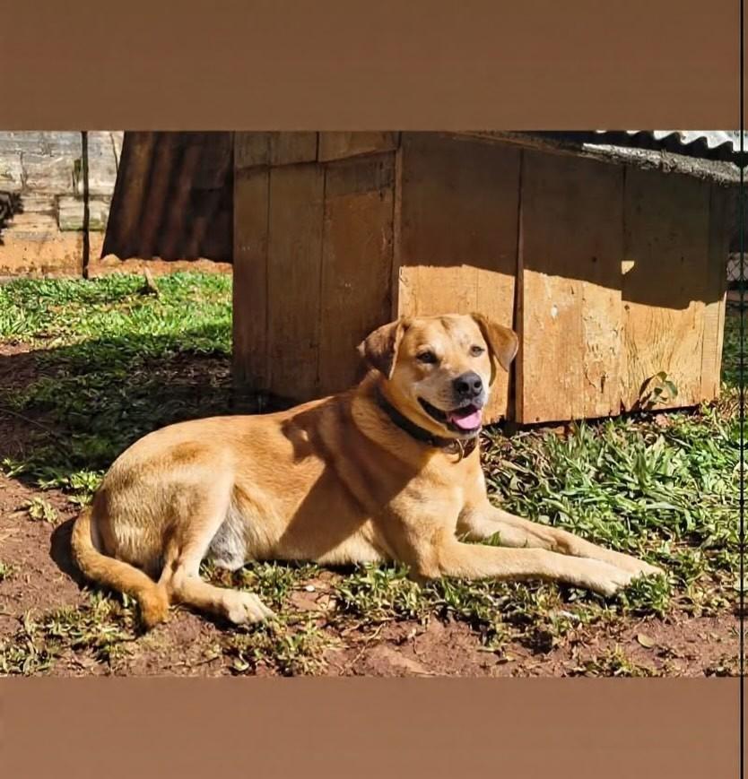 Bobby, cachorro de porte médio para adoção em Chapecó - SC