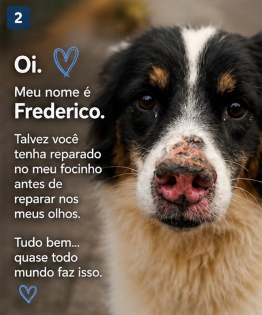 Frederico, cachorro de porte médio para adoção em Chapecó - SC
