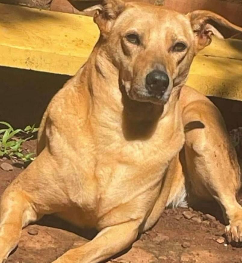 Josefina, cadela de porte grande para adoção em Chapecó - SC