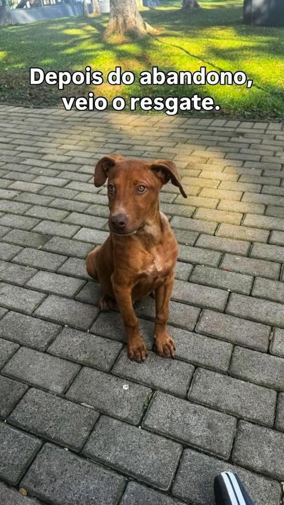 Max, cachorro de porte grande para adoção em Chapecó - SC