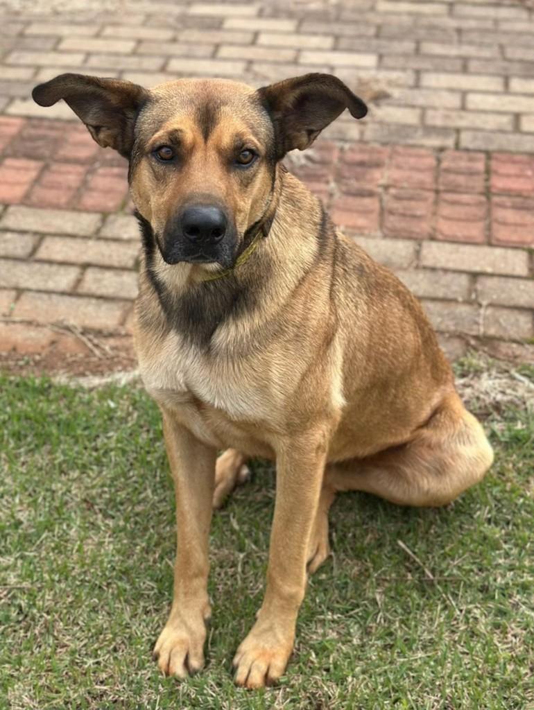 Rob, cachorro de porte médio para adoção em Chapecó - SC