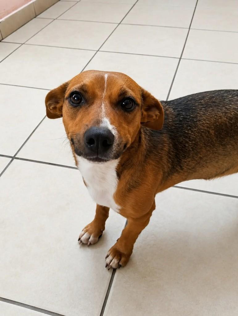 Catarina, cachorro de porte médio para adoção em Chapecó - SC