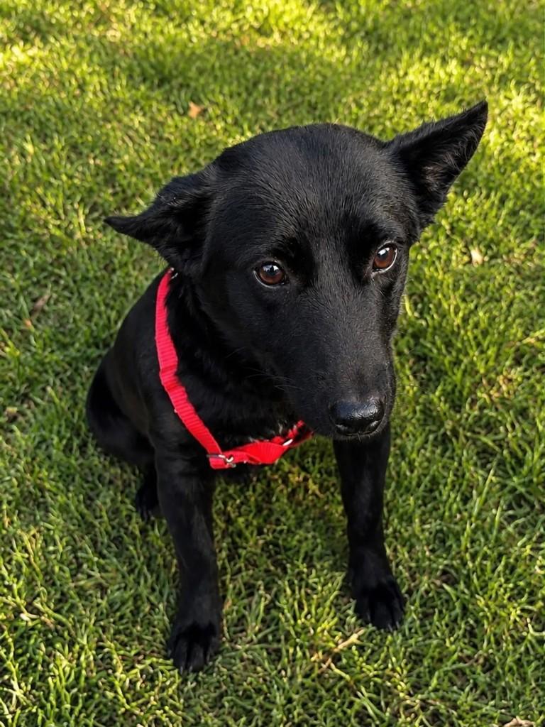 Pitty, cadela de porte pequeno para adoção em Chapecó - SC