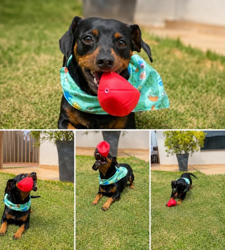 Baixinho, cachorro de porte pequeno para adoção em Chapecó - SC