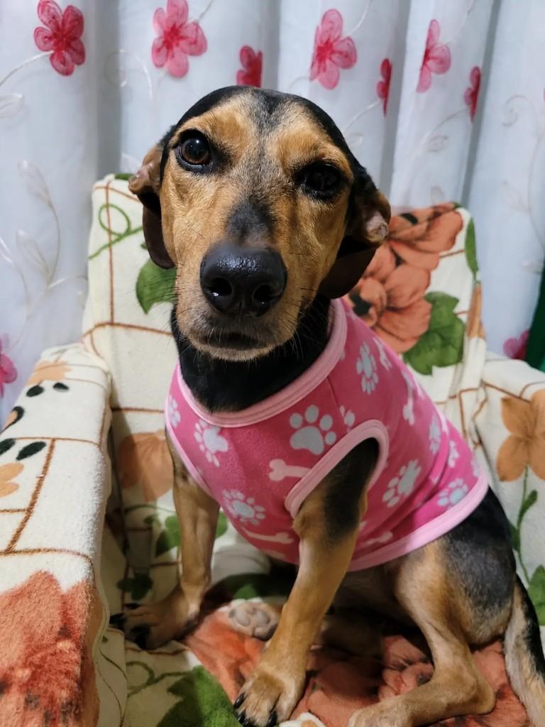 Mel, cadela de porte pequeno para adoção em Chapecó - SC