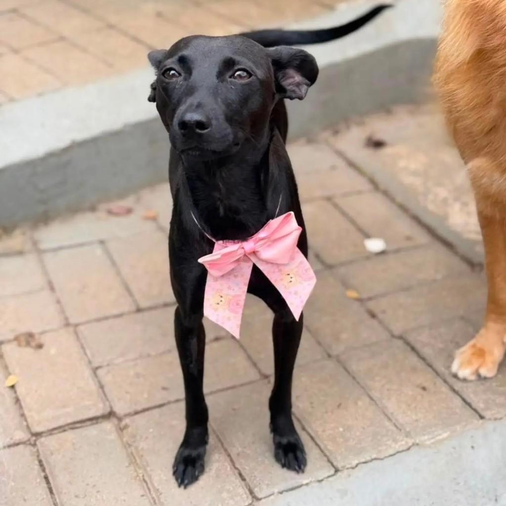 Nina, cadela de porte médio para adoção em Chapecó - SC