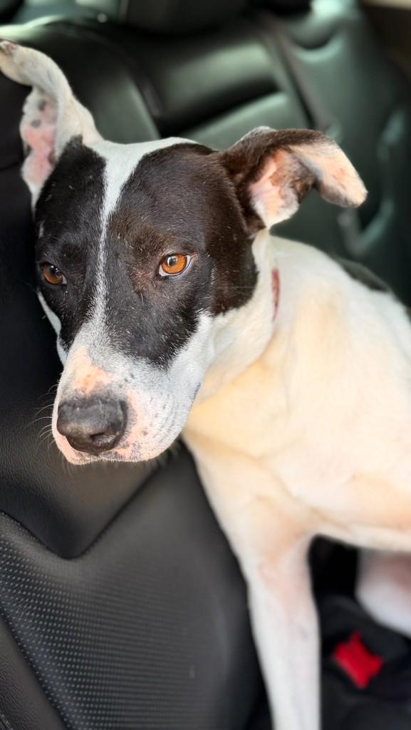 Pintado, cachorro de porte médio para adoção em Chapecó - SC