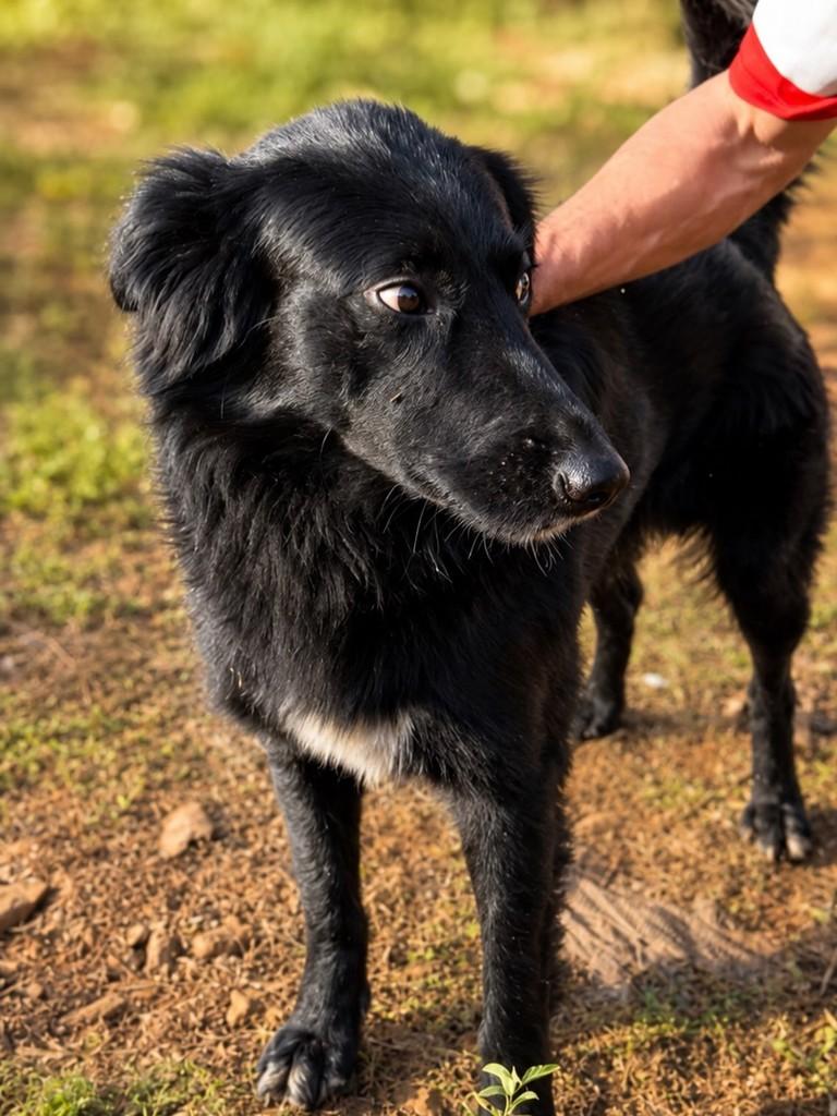 Negão, cachorro de porte médio para adoção em Chapecó - SC