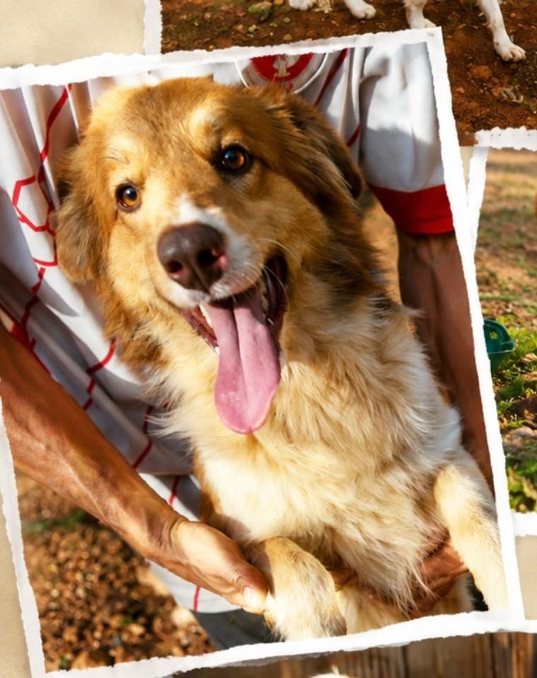 Sapeca, cachorro de porte médio para adoção em Chapecó - SC