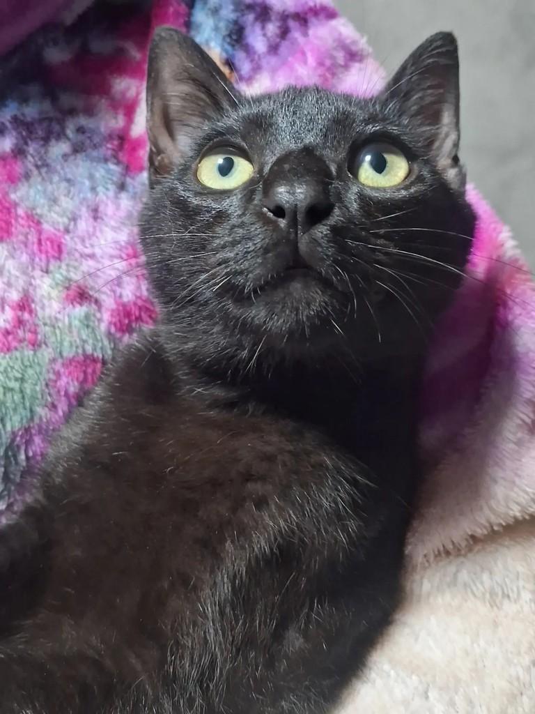 Órion, gato de porte pequeno para adoção em Chapecó - SC