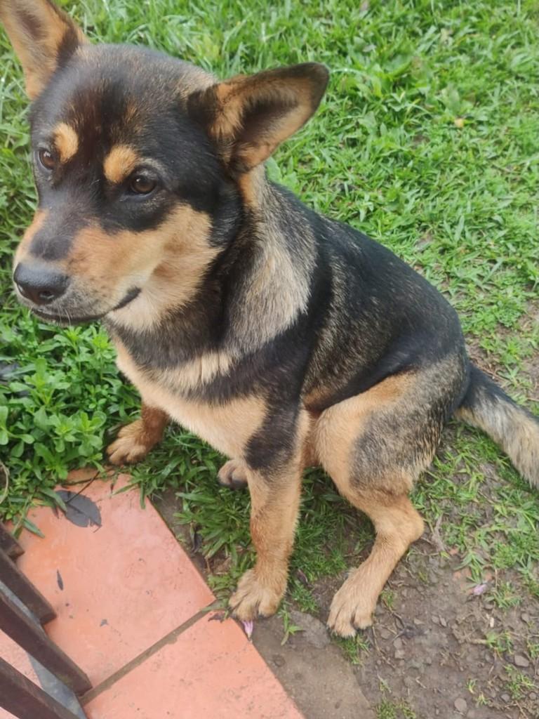 Mocinha, cachorro de porte pequeno para adoção em Chapecó - SC
