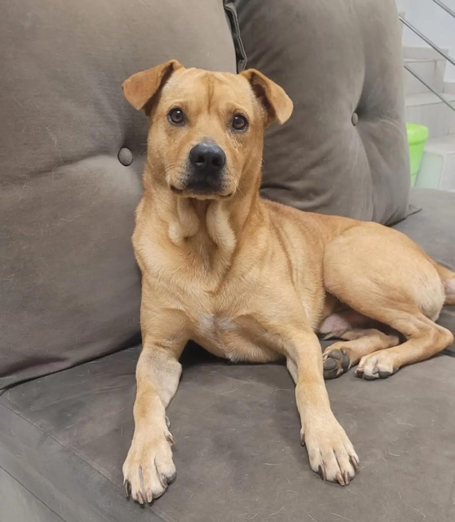 Chico, cachorro de porte médio para adoção em Chapecó - SC