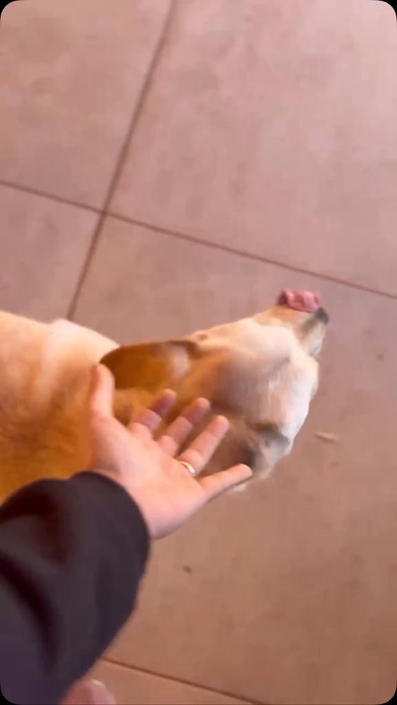 Tobi, cachorro de porte médio para adoção em Chapecó - SC