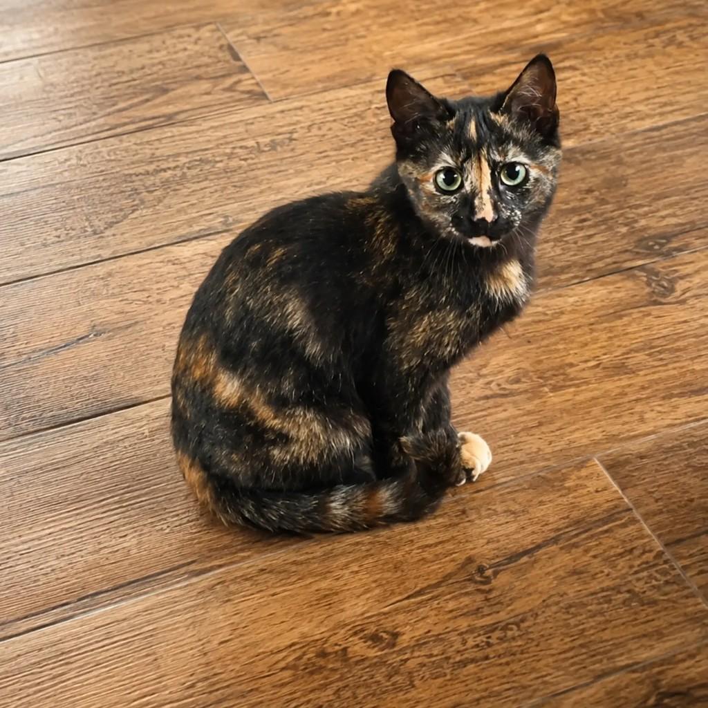 Shakirinha, gata de porte pequeno para adoção em Chapecó - SC
