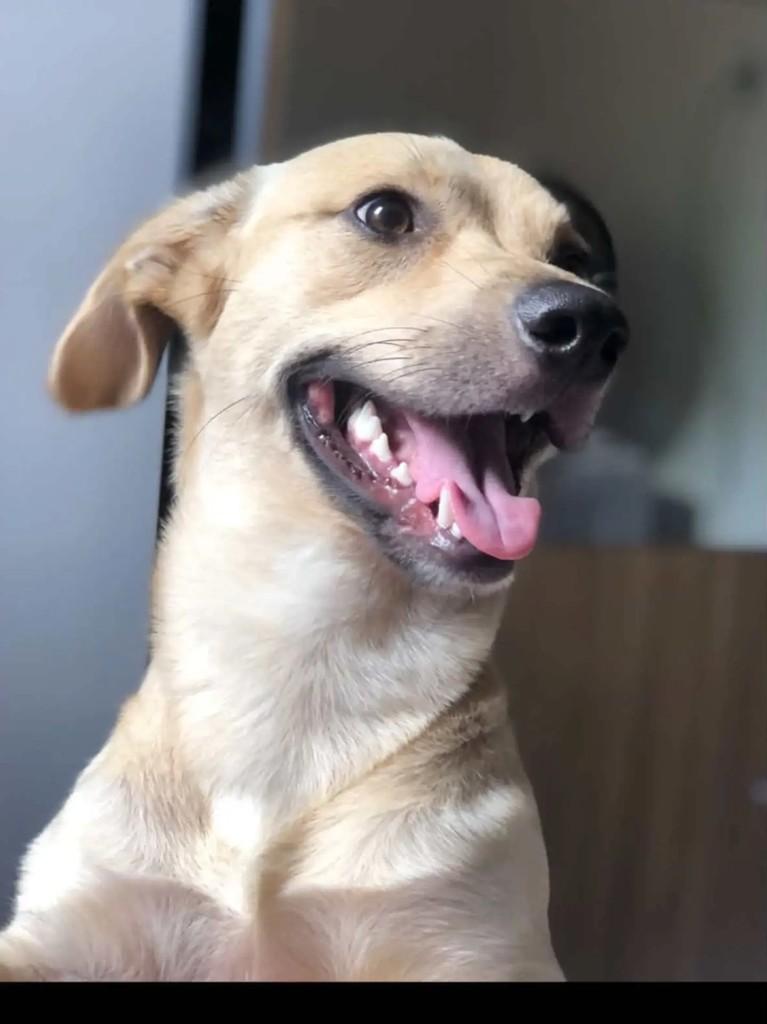 Caramelo, cachorro de porte médio para adoção em Chapecó - SC