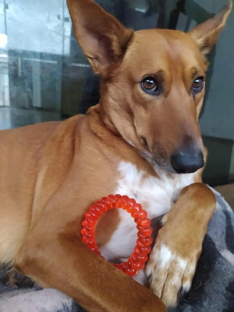 Raposão, cachorro de porte médio para adoção em Chapecó - SC