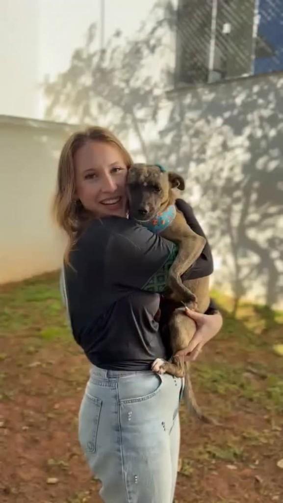 Vida, cadela de porte pequeno para adoção em Chapecó - SC
