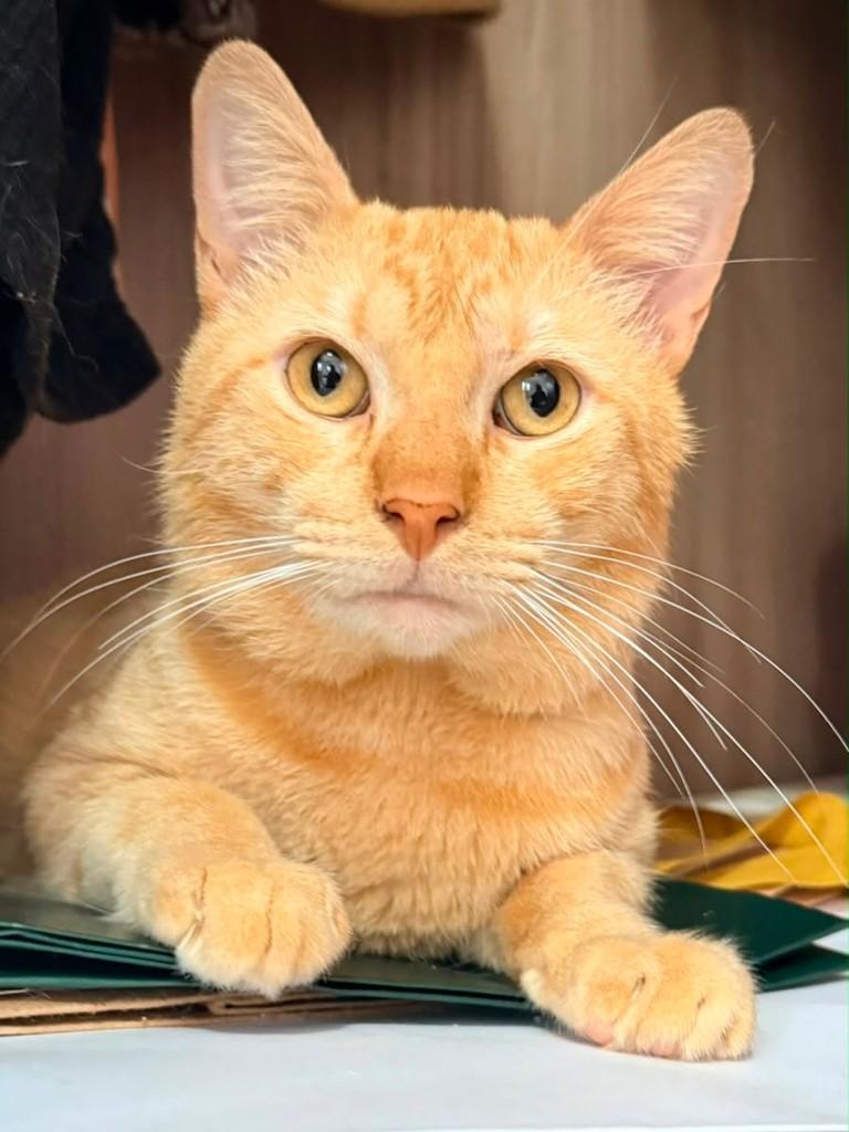 Polenta, gato de porte médio para adoção em Chapecó - SC