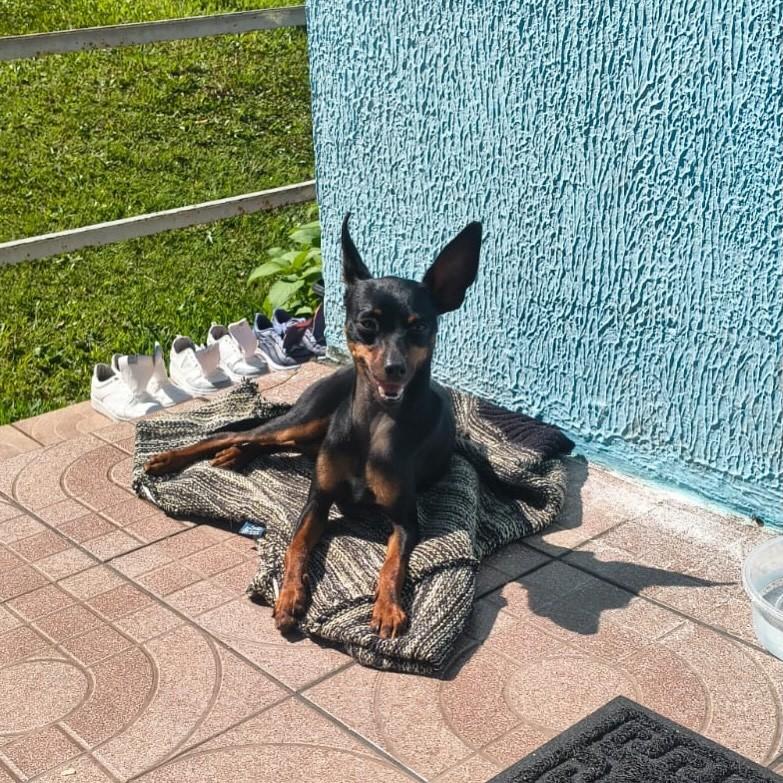 Pinscherlata, cachorro de porte pequeno para adoção em Chapecó - SC