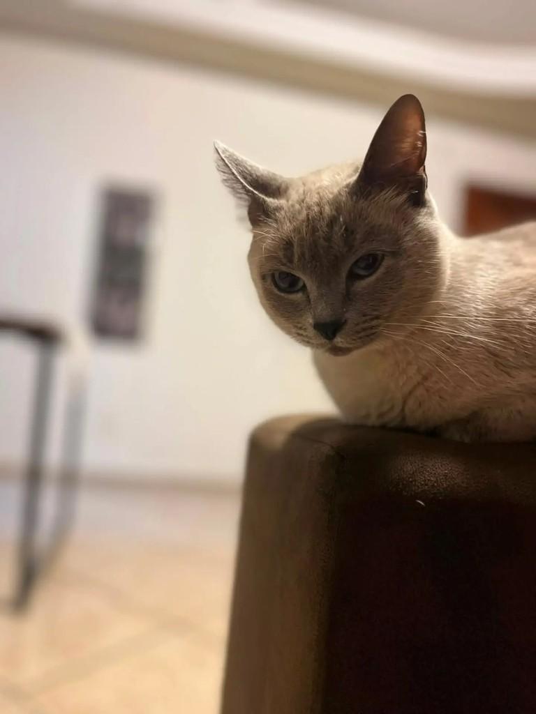 Bela, gata de porte médio para adoção em Chapecó - SC