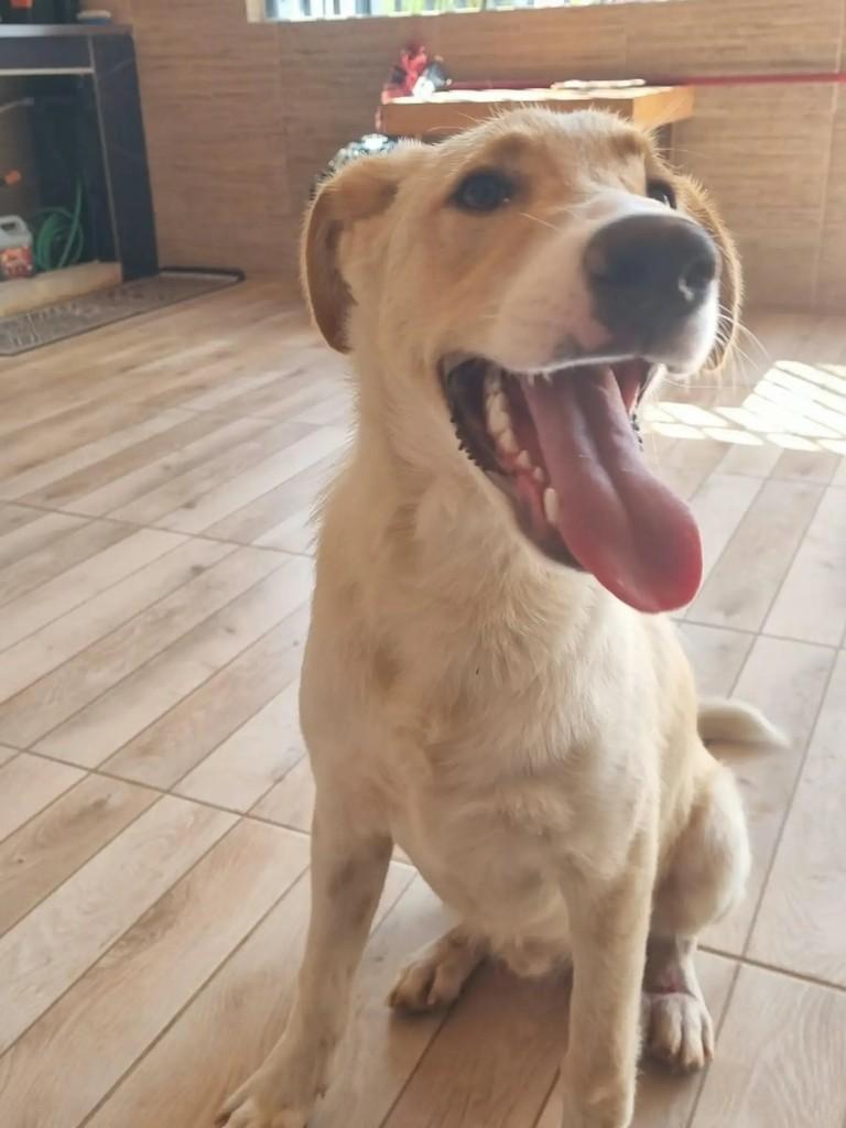 Mordidinha, cachorro de porte grande para adoção em Chapecó - SC