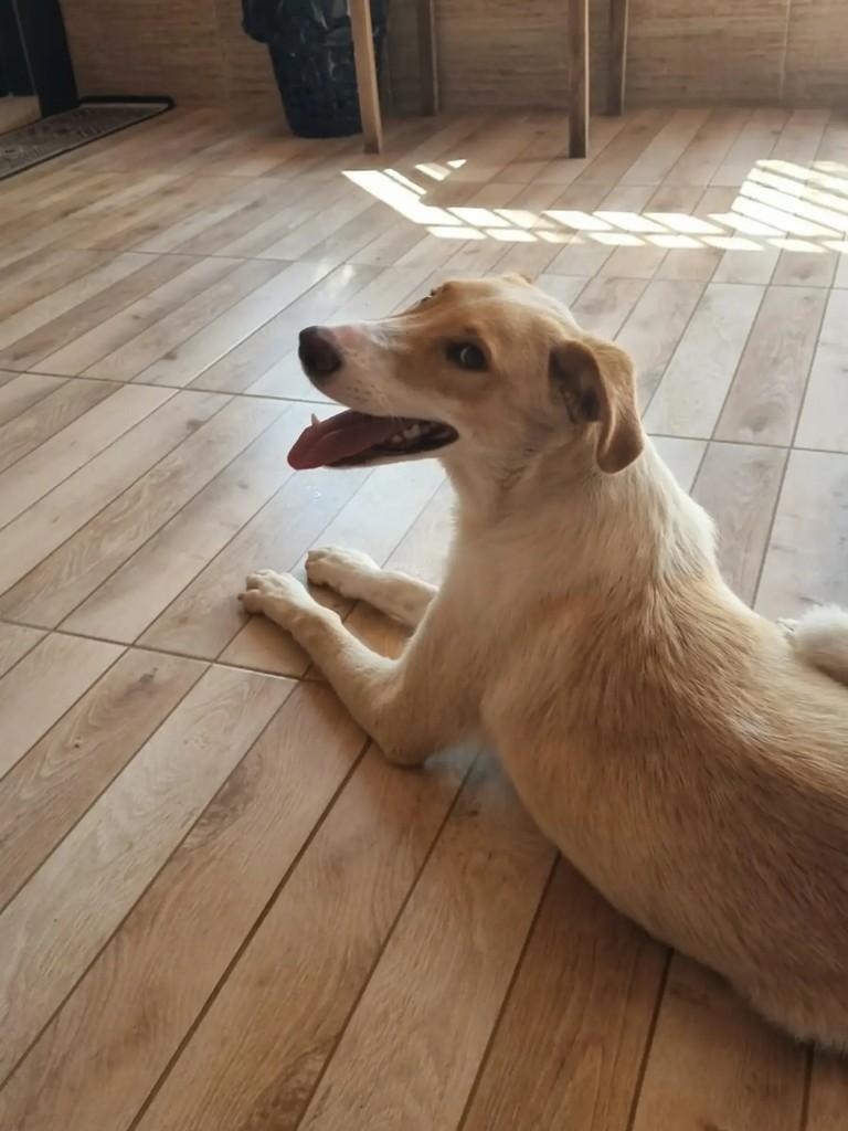 Mordidinha, cachorro de porte grande para adoção em Chapecó - SC — foto 2 de 3