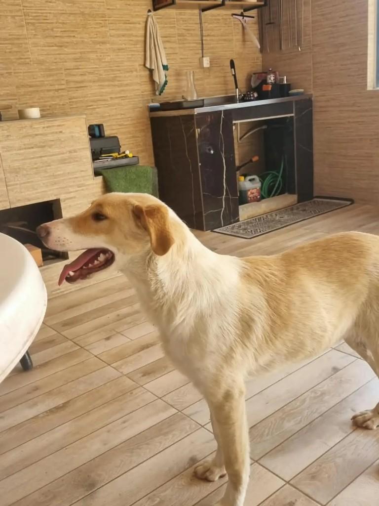 Mordidinha, cachorro de porte grande para adoção em Chapecó - SC — foto 3 de 3