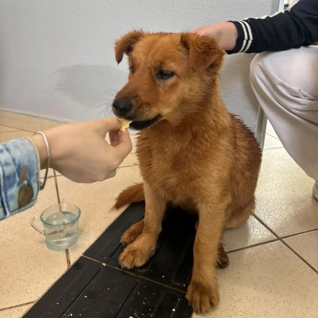 Invasora, cachorro de porte pequeno para adoção em Chapecó - SC