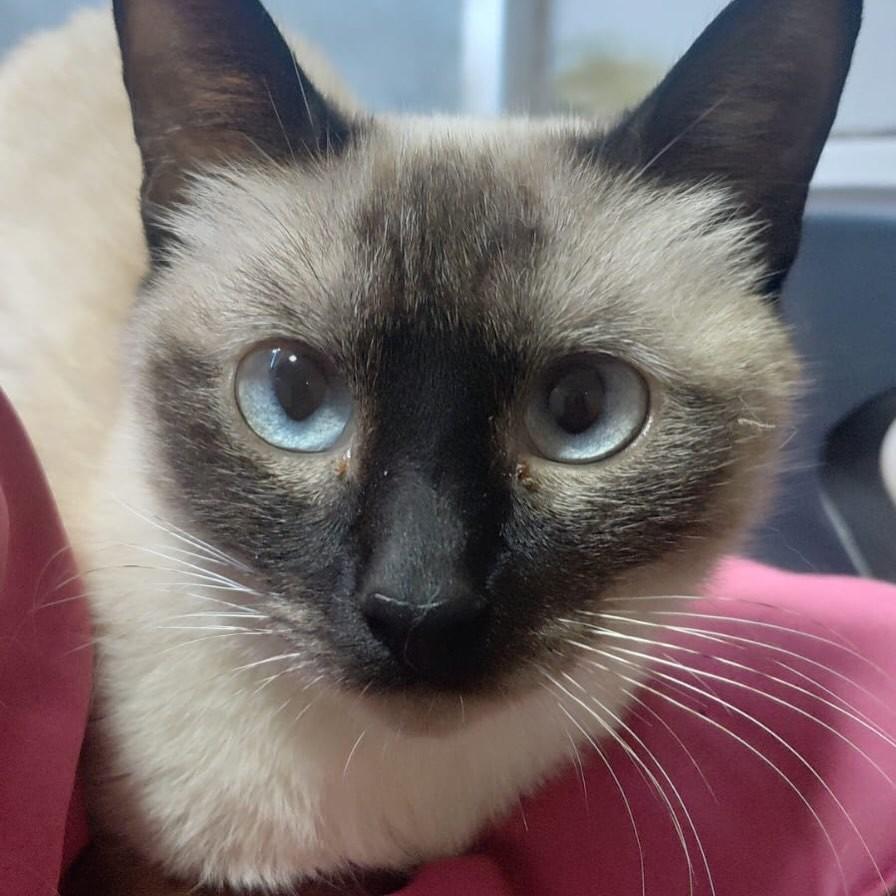 Dara, gata de porte pequeno para adoção em Chapecó - SC
