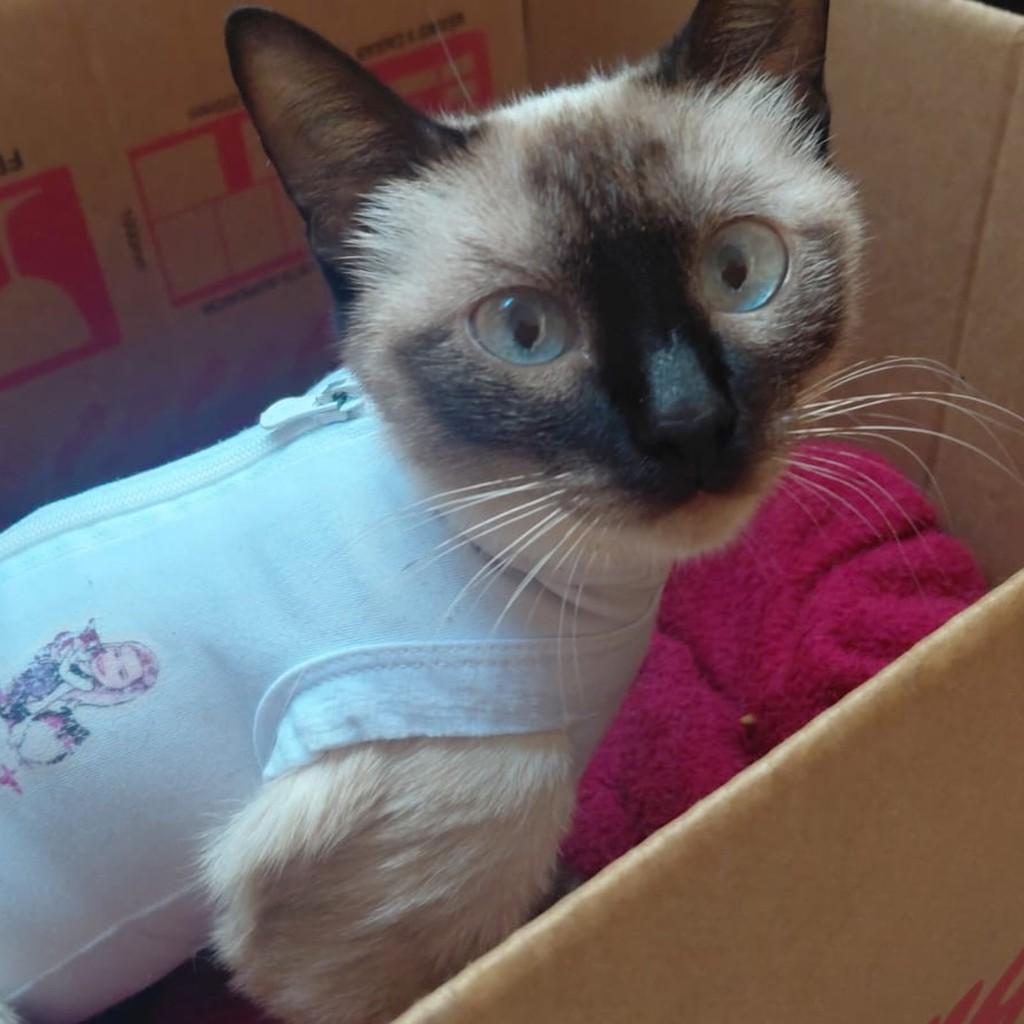Dara, gata de porte pequeno para adoção em Chapecó - SC — foto 2 de 6