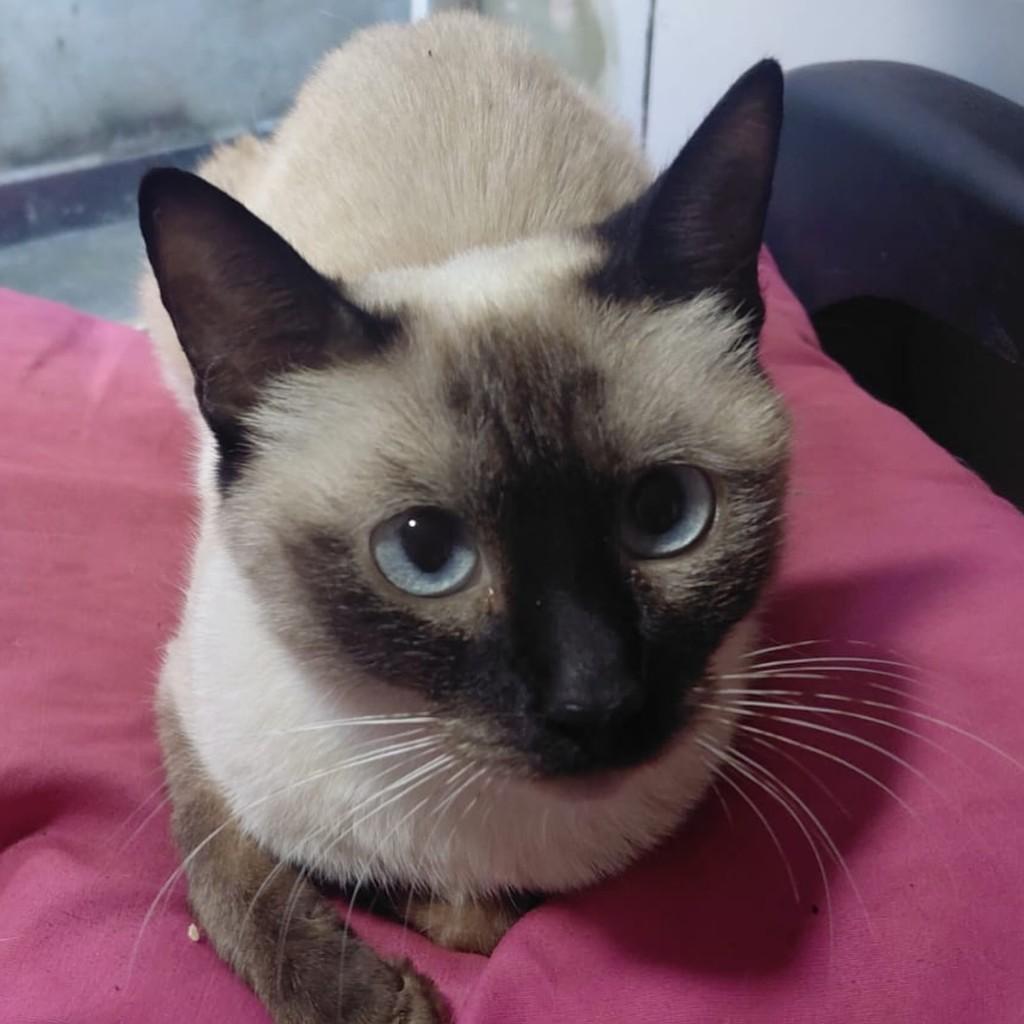 Dara, gata de porte pequeno para adoção em Chapecó - SC — foto 3 de 6