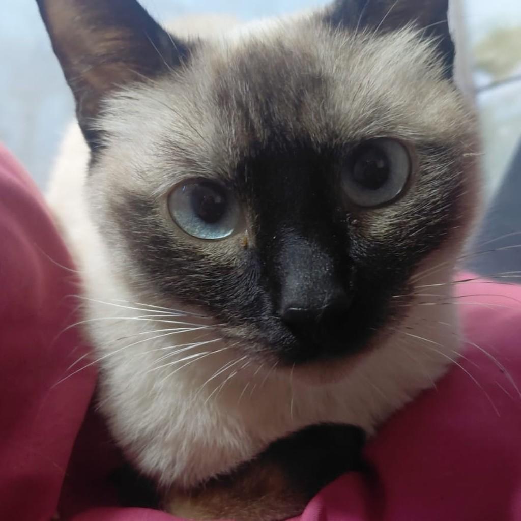 Dara, gata de porte pequeno para adoção em Chapecó - SC — foto 4 de 6