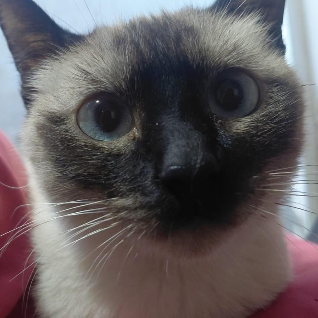 Dara, gata de porte pequeno para adoção em Chapecó - SC — foto 5 de 6