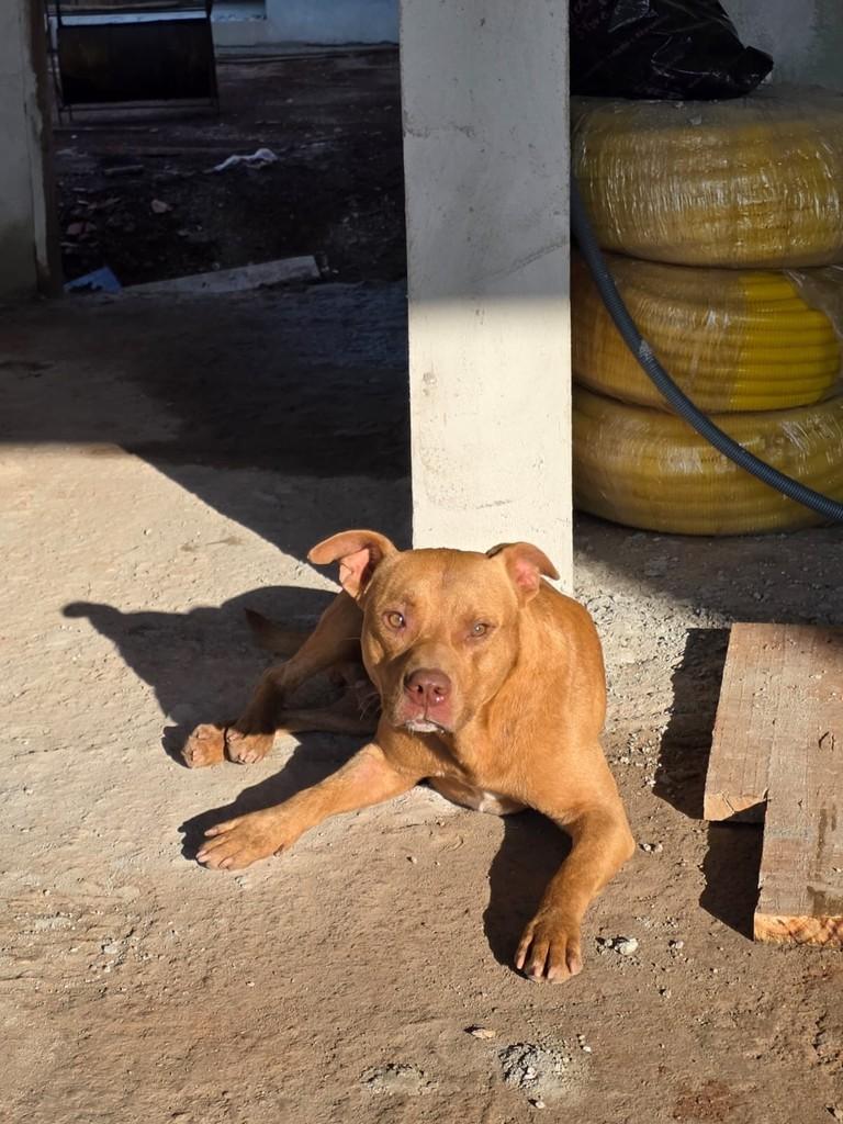 Hugo, cachorro de porte médio para adoção em Chapecó - SC