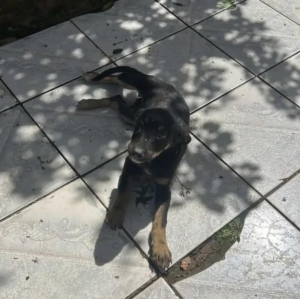 Filhotona, cachorro de porte pequeno para adoção em Chapecó - SC