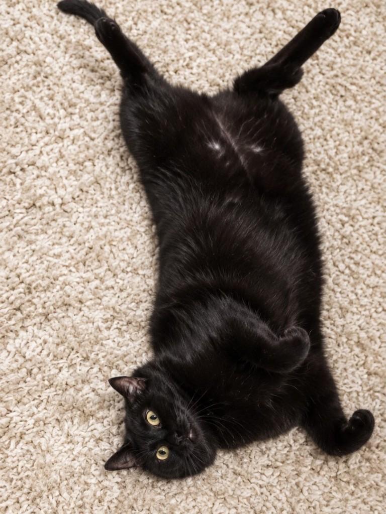 Nego, gato de porte médio para adoção em Chapecó - SC