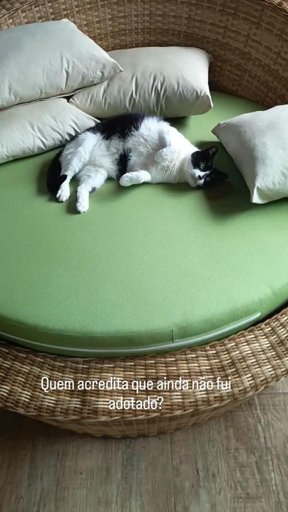 Xerife, gato de porte pequeno para adoção em Vargem Grande Paulista - SP