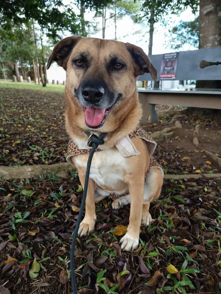 Malu, cachorro de porte médio para adoção em Vargem Grande Paulista - SP