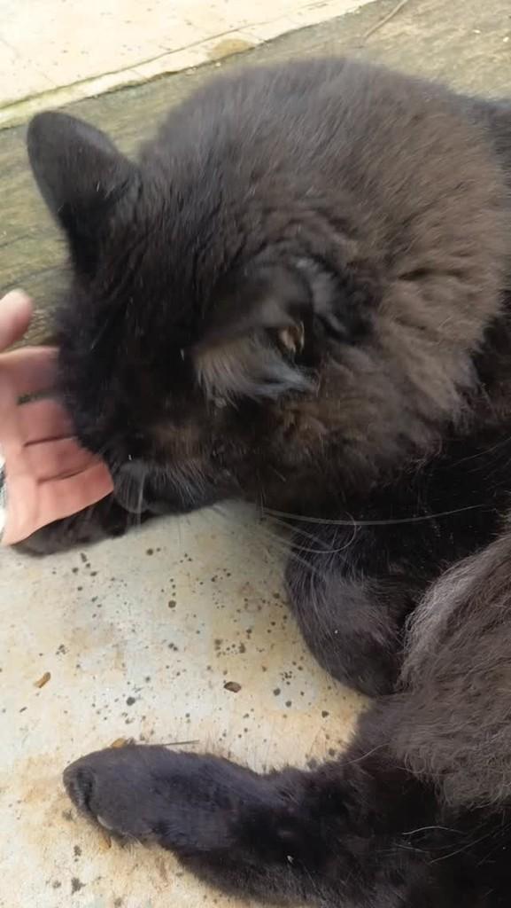 Gatão, gato de porte grande para adoção em Vargem Grande Paulista - SP