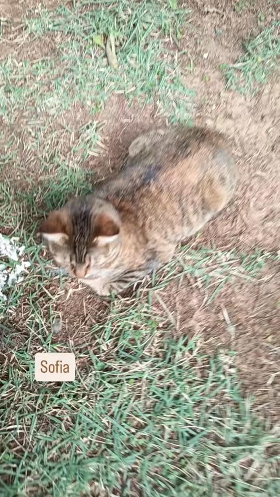 Sofia, gata de porte pequeno para adoção em Vargem Grande Paulista - SP