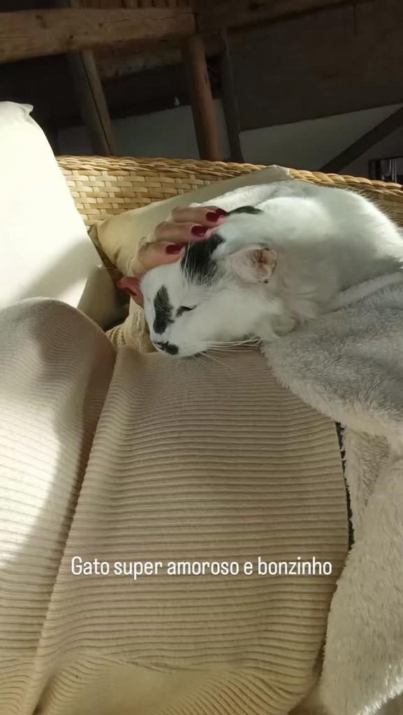 Tom, gato de porte médio para adoção em Vargem Grande Paulista - SP