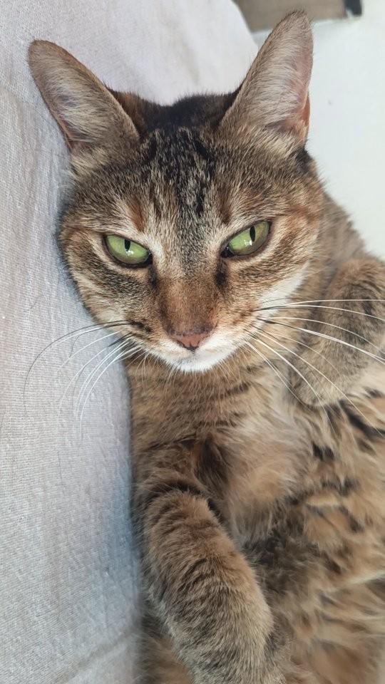 Jade, gata para adoção em Vargem Grande Paulista - SP