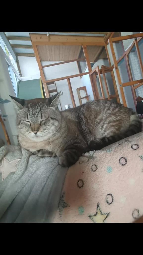 Remanso, gato de porte médio para adoção em Vargem Grande Paulista - SP