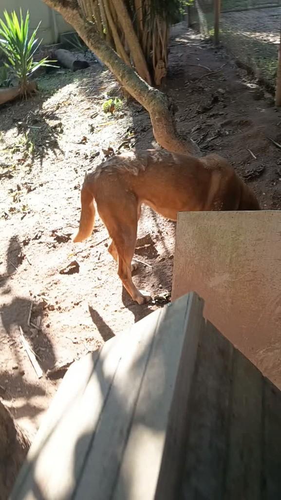 Rebeca, cadela de porte médio para adoção em Vargem Grande Paulista - SP