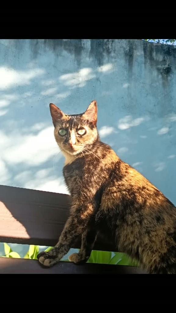 Safira, gato de porte médio para adoção em Vargem Grande Paulista - SP