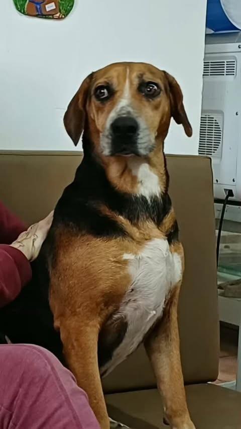 Princesa, cadela de porte pequeno para adoção em Cotia - SP
