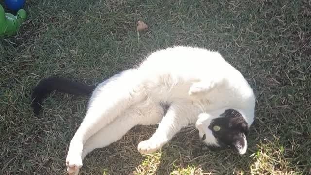 Dedinho, gato de porte médio para adoção em Vargem Grande Paulista - SP