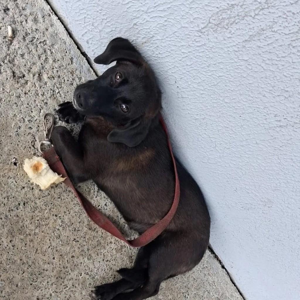 Sushi, cachorro de porte pequeno para adoção em São José - SC