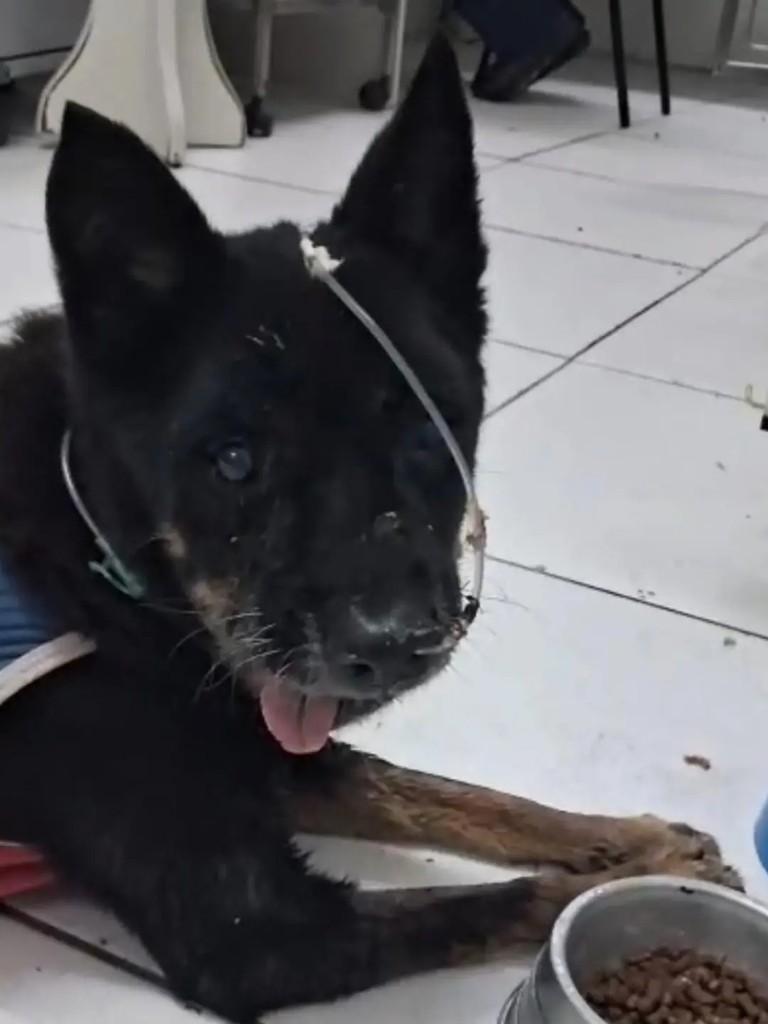Colin, cachorro de porte médio para adoção em Palhoça - SC