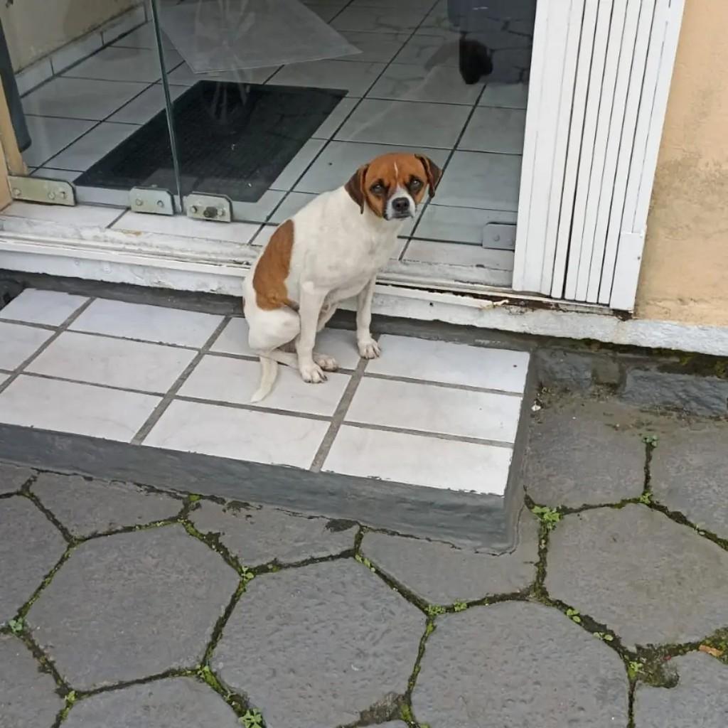 Aumiguinho, cachorro de porte pequeno para adoção em São José - SC